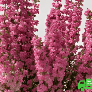Bruyère (Erica) gracilis rouge