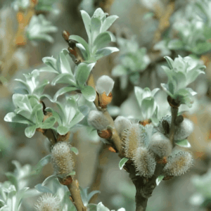 Saule suisse - Salix