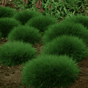 Fétuque de Gauthier - Festuca