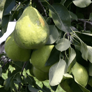Poire naine 'Sweet Dwarf' - Pyrus