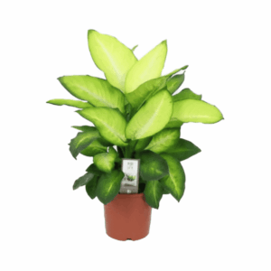 Dieffenbachia Summer Style