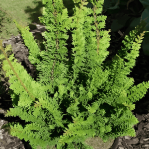 Faux cyprès japonais 'Teddy Bear'