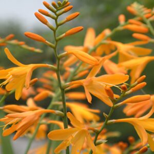 Montbretia 'George Davidson' - Crocosmia