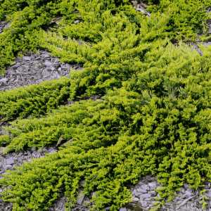Genévrier rampant 'Golden Carpet' - Juniperus