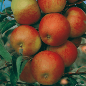 Pommier nain 'Croquella' - Malus