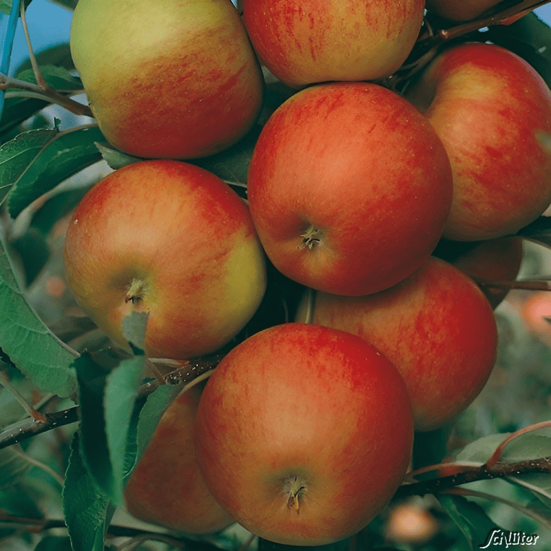 Pommier nain 'Croquella' - Malus