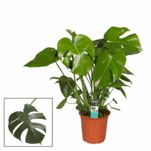 Monstera deliciosa