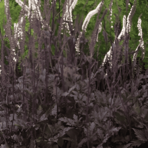 Cierge d'argent 'Chocoholic' - Actaea