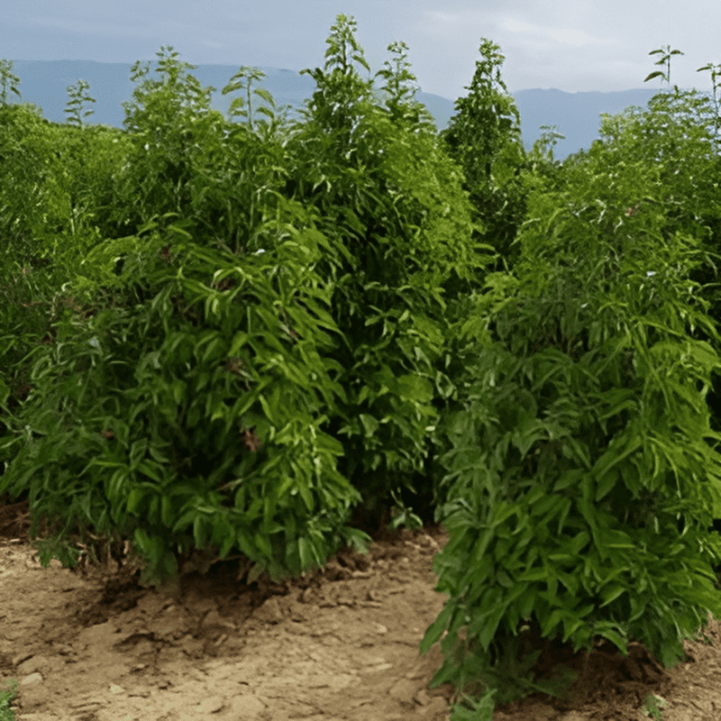 Laurelle du Portugal