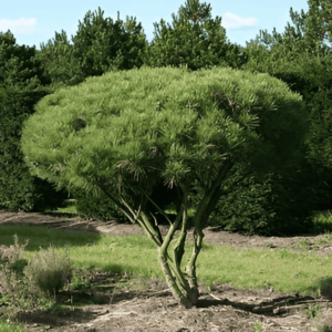 Pin rouge du Japon 'Umbraculifera' - Pinus