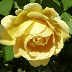 Rosier Soleil de Sierre