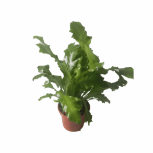 Fougère nid d'oiseau 'Campio'