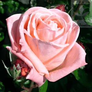 Rosier Sonia Meilland