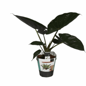 Alocasia Wentii (Oreille d'éléphant)