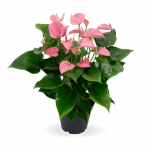 Anthurium rose
