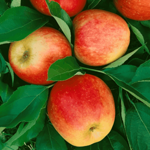 Pommier colonnaire 'Pomforyou' - Malus