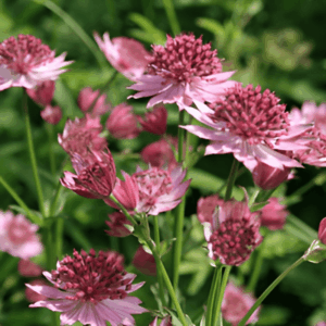 Grande astrance rose - Astrantia