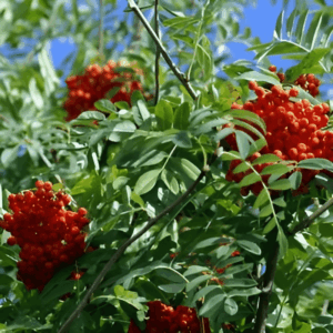 Sorbier des oiseleurs - Sorbus aucuparia- Bio Le Bourgeon