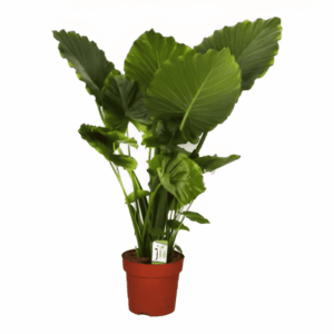 Alocasia gageana (Oreille d'éléphant)