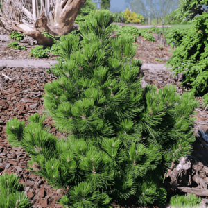 Pin de Bosnie 'Compact Gem' - Pinus