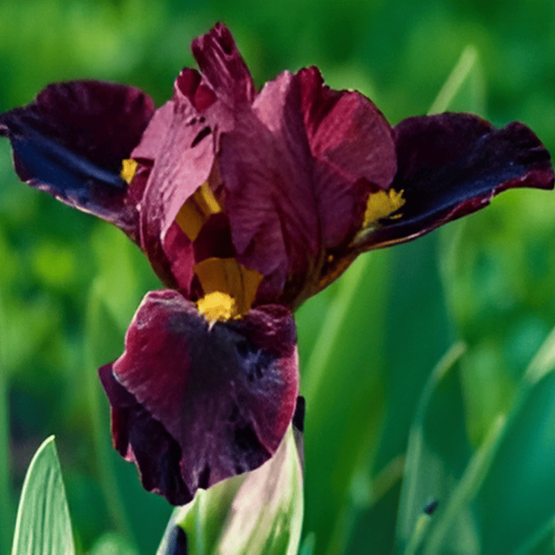 Iris barbu rouge