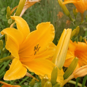 Lys d'un jour 'Athen' - Hemerocallis