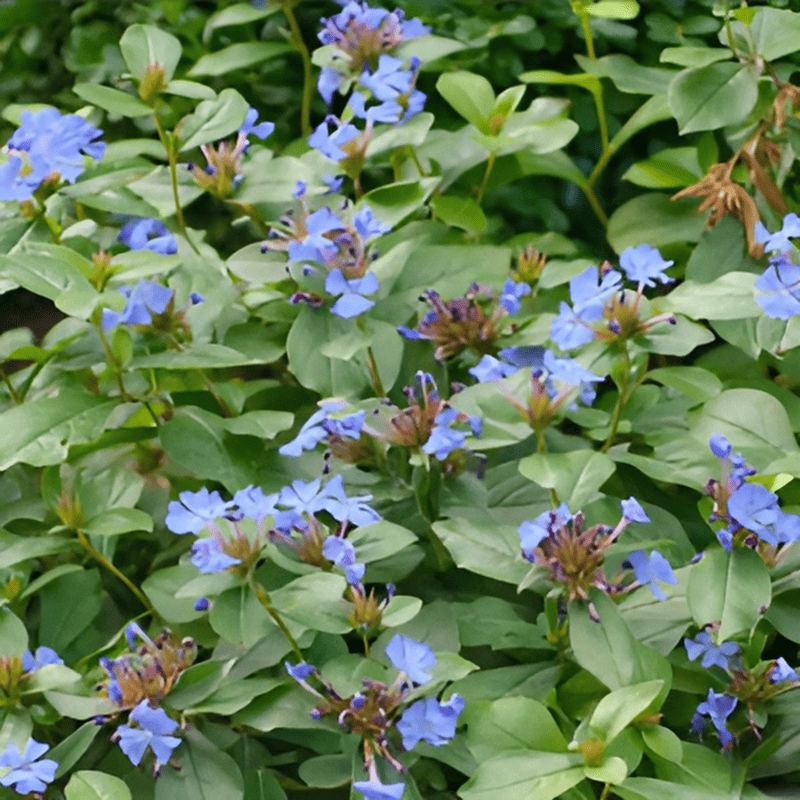 Plumbago de Chine - Ceratostigma