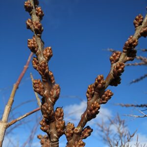 Argousier mâle 'Pollmix' - Hippophae