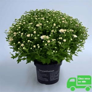 Chrysanthème pink
