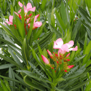 Laurier rose en différents coloris