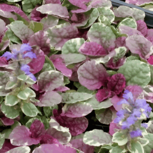 Bugle rampant 'Princess Nadia' - Ajuga