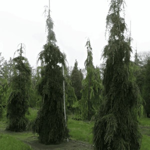 Tsuga du Canada 'Pendula'