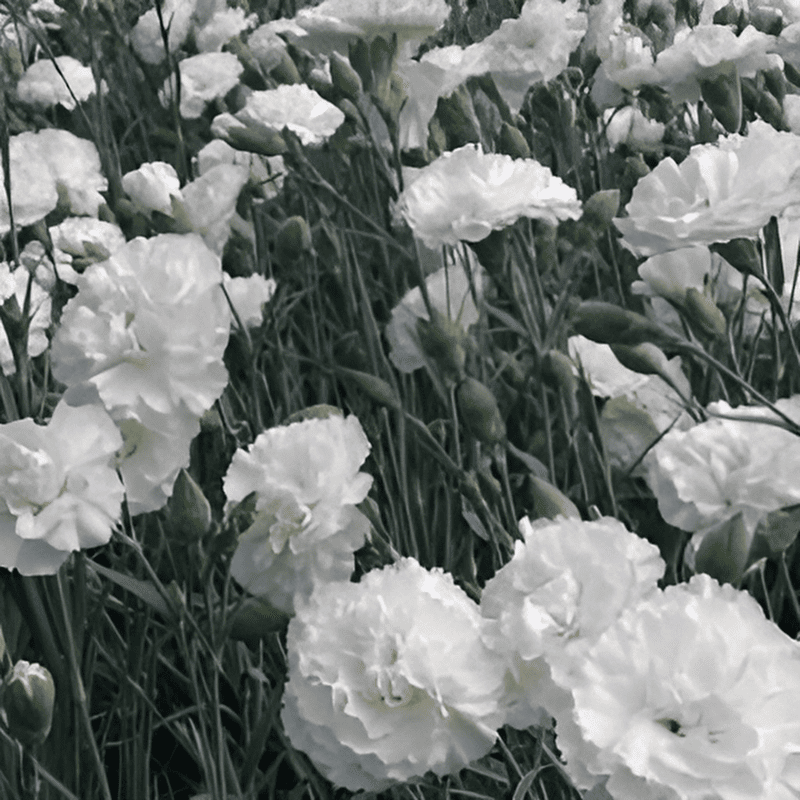 Œillet mignardise 'Haytor White' - Dianthus
