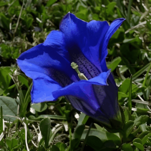 Gentiane acaule - Gentiana