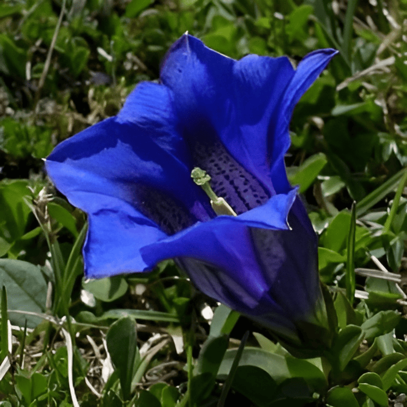 Gentiane acaule - Gentiana