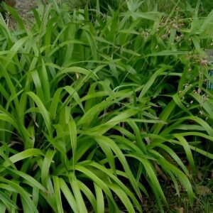 Luzule des bois - Luzula