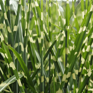 Roseau de Chine 'Strictus' - Miscanthus