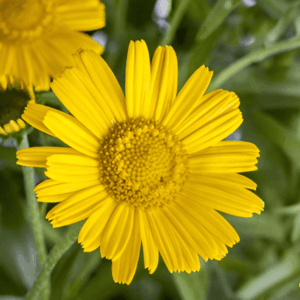 Buphthalme à feuilles de Saule - Buphthalmum BIO