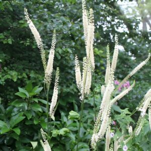 Actée 'White Pearl' - Actaea