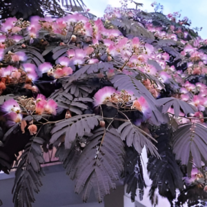 Arbre à soie 'Summer Chocolate' - Albizia- Bio Le Bourgeon