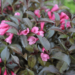Weigela pourpre nain 'Alexandra'
