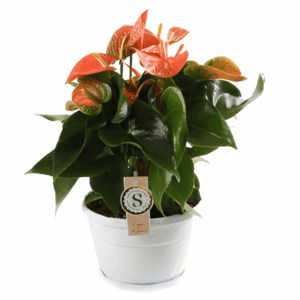 Anthurium orange