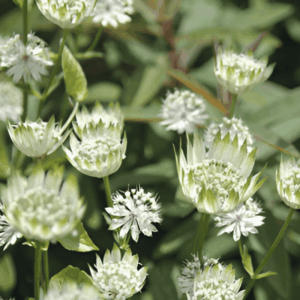 Grande astrance blanche - Astrantia