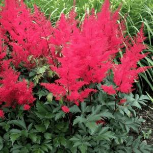 Astilbe du Japon rouge - Astilbe