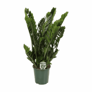Zamioculcas
