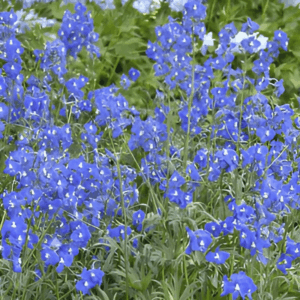 Pied d'alouette 'Atlantis' - Delphinium