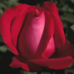 Rosier Senator Burda