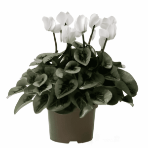 Cyclamen blanc