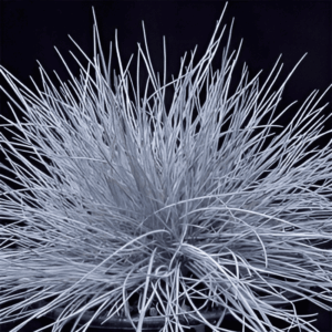 Fétuque bleue - Festuca