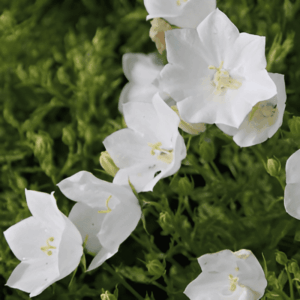 Campanule des Carpates blanche - Campanula